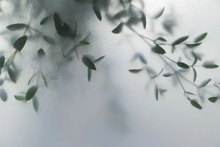 Soft green leaves behind frosted glass with natural light  minimal botanical background and calm organic mood
