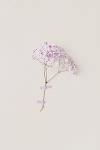 Minimal photo from floral series with live lilac flowers on white wall delicate light and gentle spring mood Minimal photo from floral series with live lilac flowers on white wall delicate light and gentle spring mood