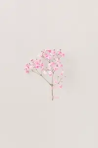 Minimal photo from floral series with live pink flowers on white wall soft natural light and airy mood Minimal photo from floral series with live pink flowers on white wall soft natural light and airy mood