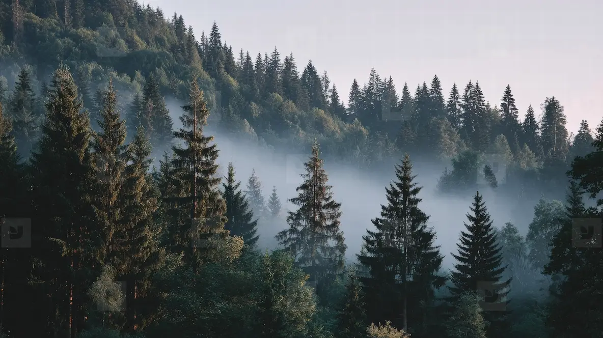 Misty Forest Landscape With Tall Trees And Soft Sunlight Creating ...