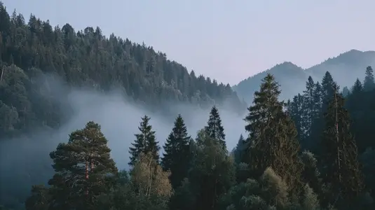 Misty forest landscape with tall trees and mountains in background  creating serene and tranquil atmosphere