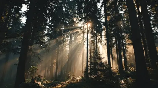 Serene forest scene with tall trees  sunlight streaming through branches  creating magical atmosphere