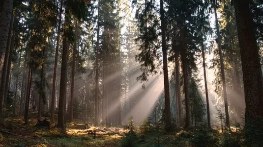 Serene forest scene with tall trees swaying gently wind illuminated by sun rays filtering through foliage creating tranquil Serene forest scene with tall trees swaying gently wind illuminated by sun rays filtering through foliage creating tranquil