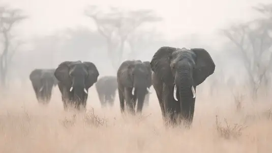 Herd of elephants walking through African savanna  showcasing their majestic presence in misty landscape