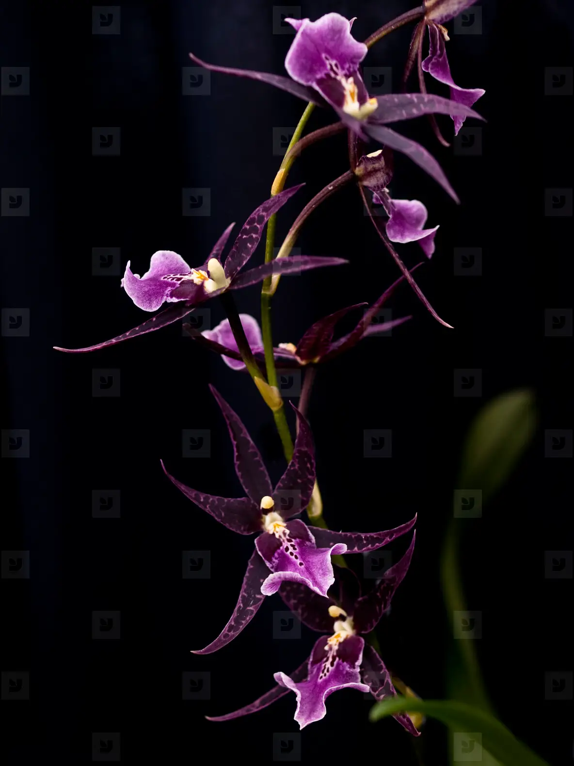 Orchids 5