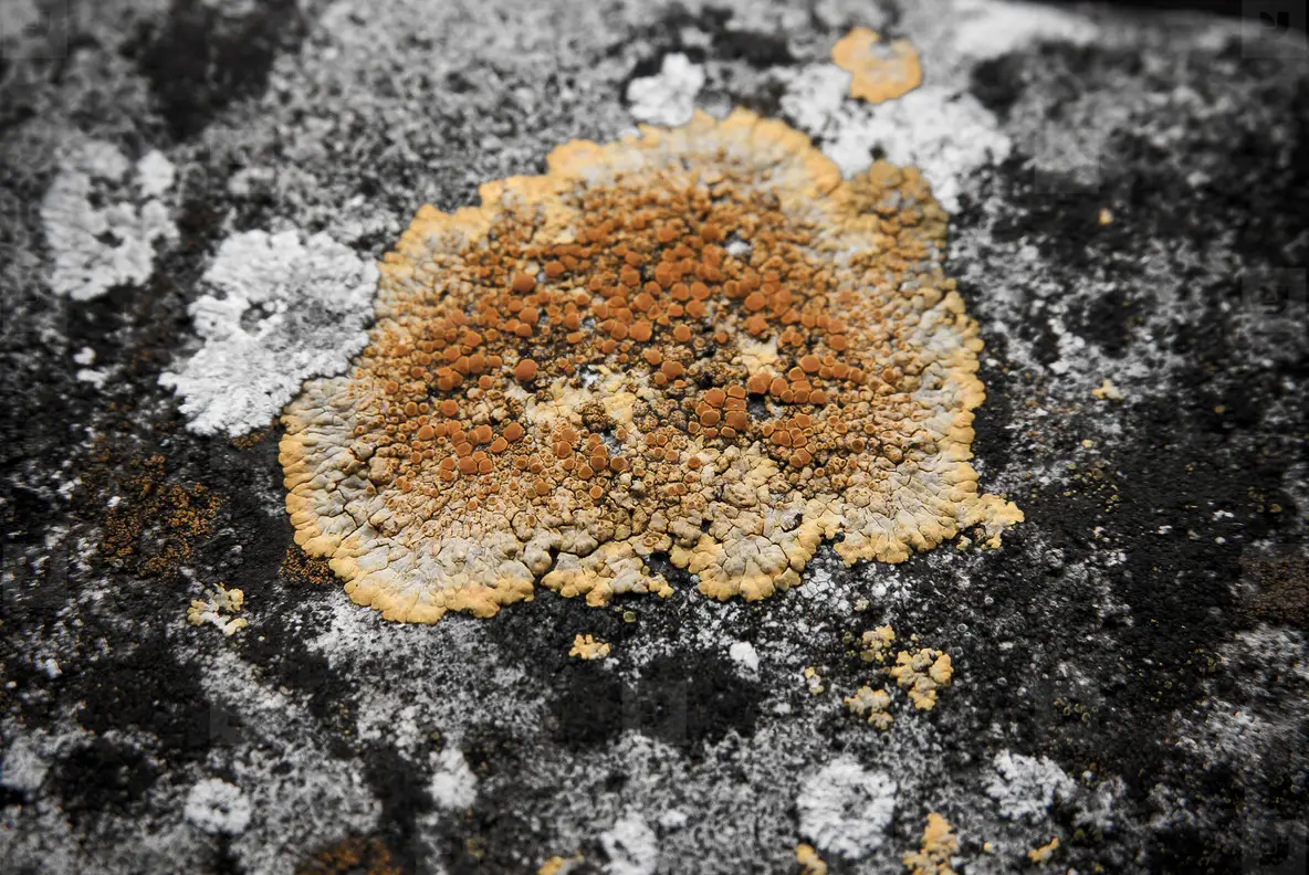 stone texture