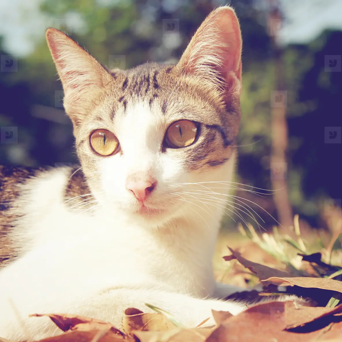 Cute Cat Lying On Grass Photo (48422) YouWorkForThem