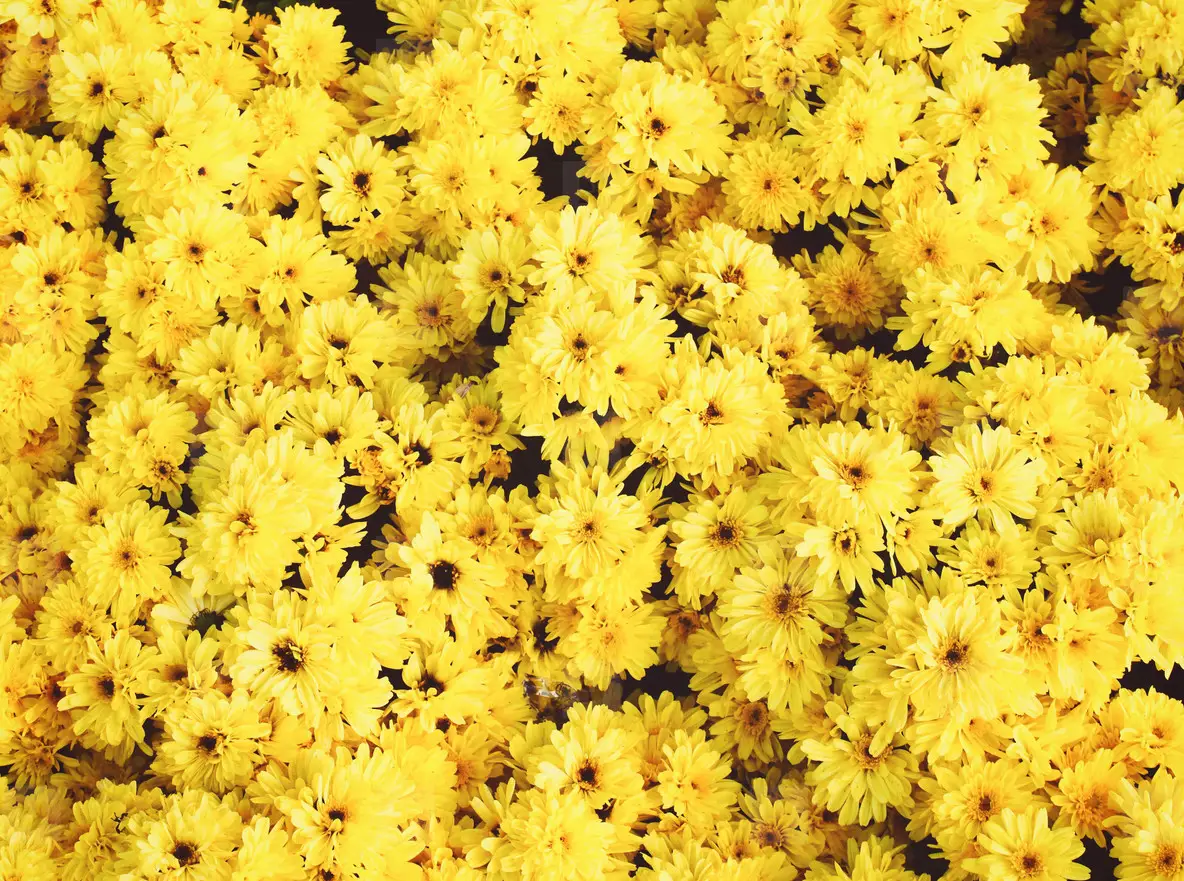 Background Of Yellow Flowers Photo (48591) - YouWorkForThem, image size:1184x881