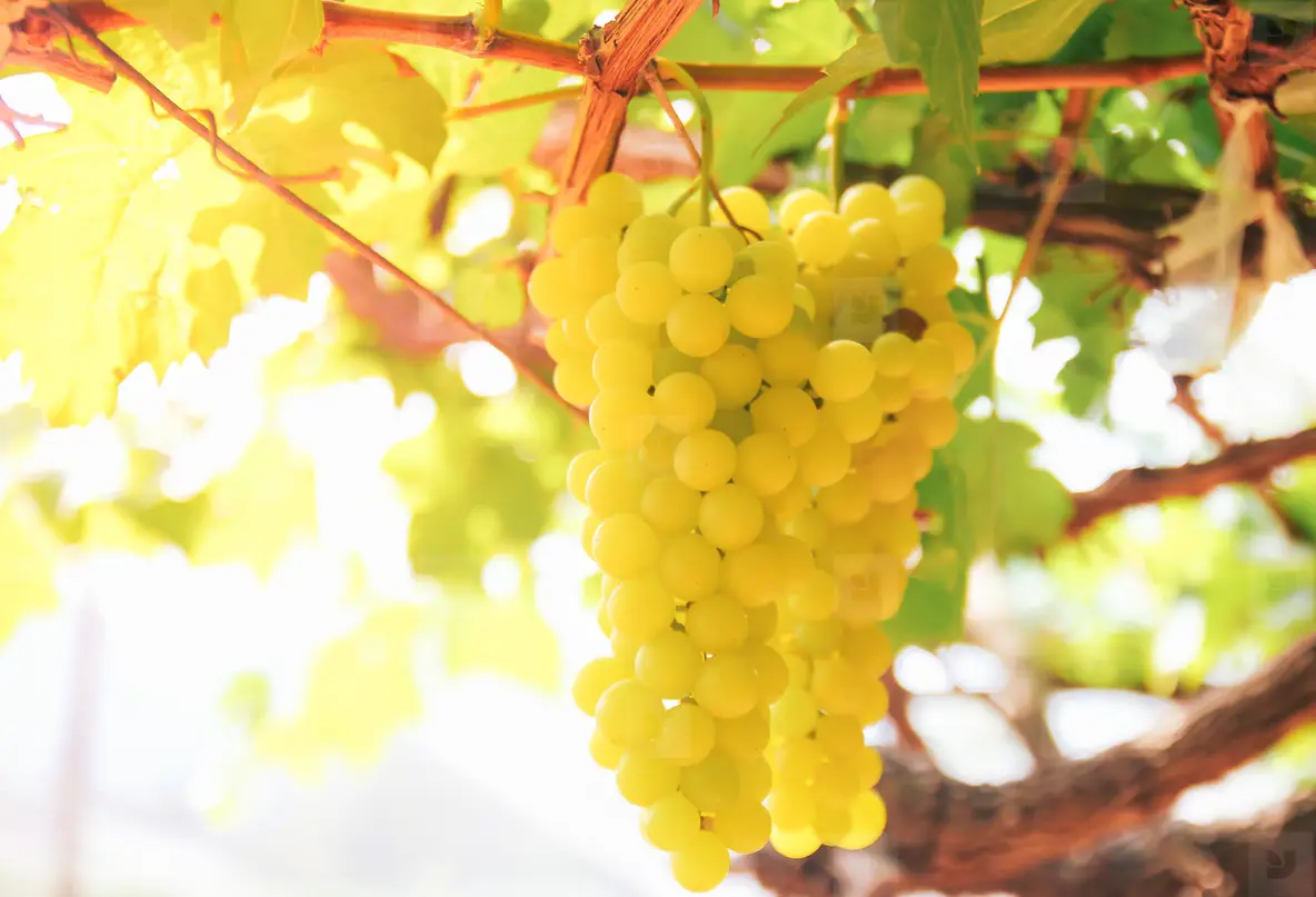Grape vine in the yard