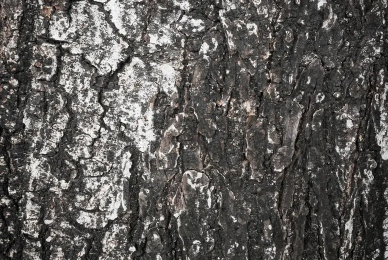 tree bark texture, background