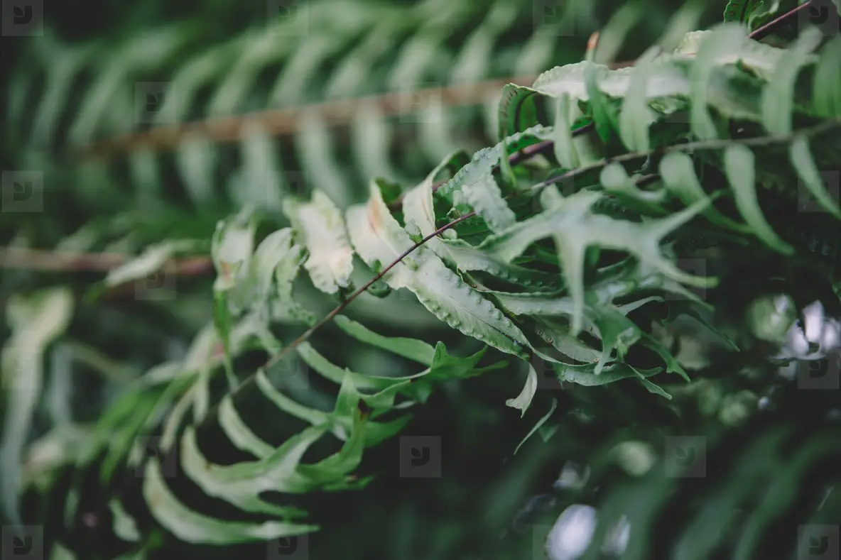 Asian Botanical