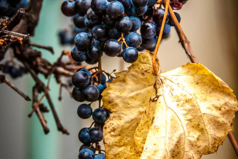Grape in autumn