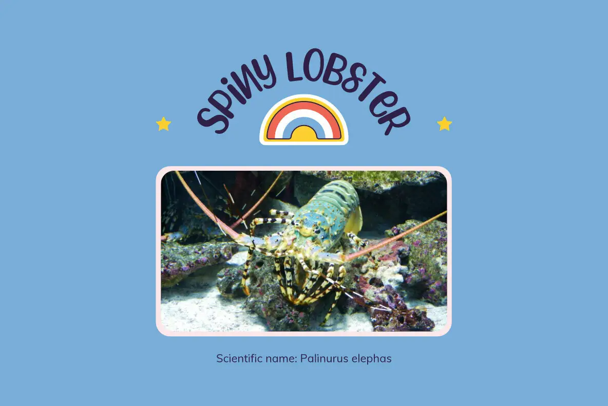 Spiny Lobster Font YouWorkForThem