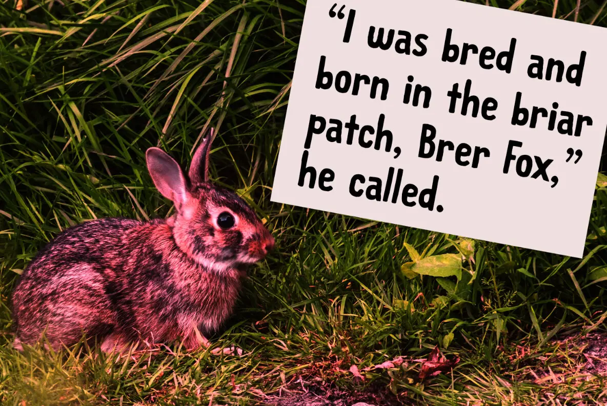 Brer Rabbit Font - YouWorkForThem