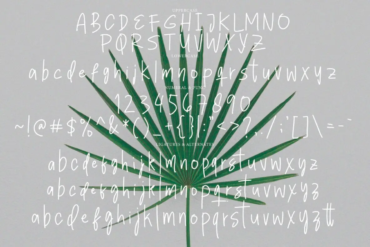 Bida Lettering Bidarya Signature Font - Fontpath