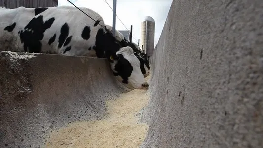 Cows Eating At A Trough