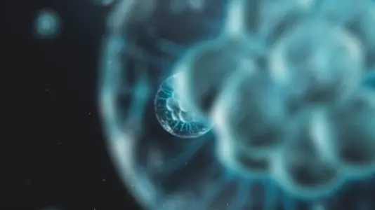 Cell Division Sequence   Medical VFX 4