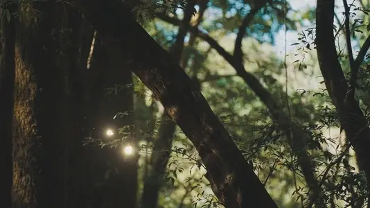 Fairies Dancing in The Woods  12