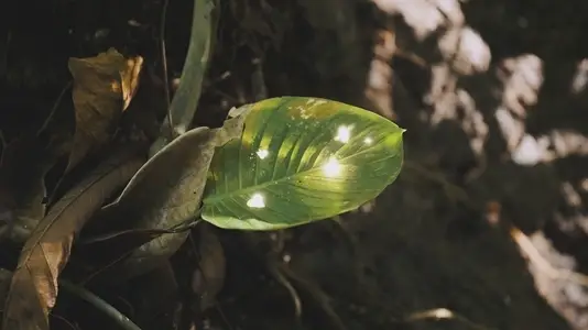 Fairies Dancing in The Woods  14