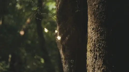 Fairies Dancing in The Woods  16