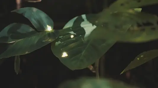 Fairies Dancing in The Woods  18