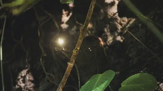 Fairies Dancing In The Woods  19