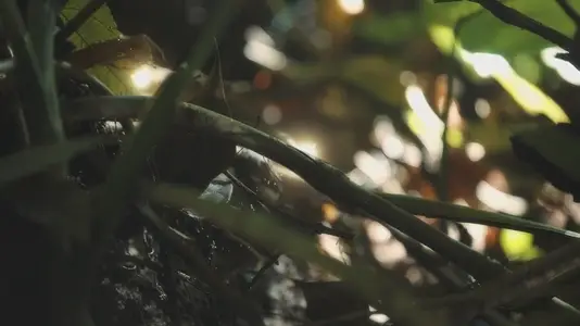 Fairies Dancing In The Woods 21