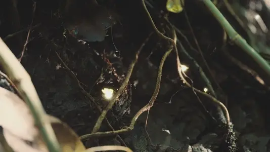 Fairies Dancing In The Woods 24