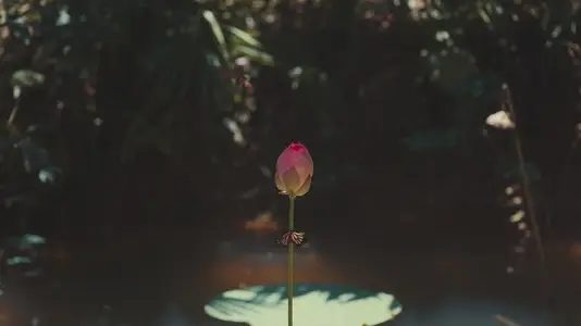Pink Lotus Flower Bud with Monarch Butterflies Flying in Pond