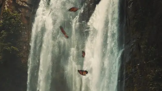 Monarch Butterflies Flying in Front of Waterfall