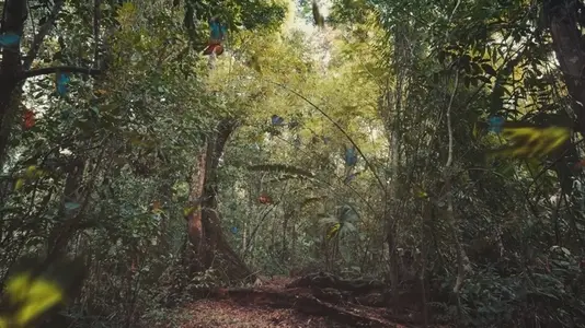 Swarm of Butterflies Flying in Tropical Jungle