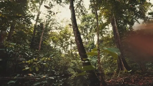 Beautiful Monarch Butterflies Flying in Tropical Jungle