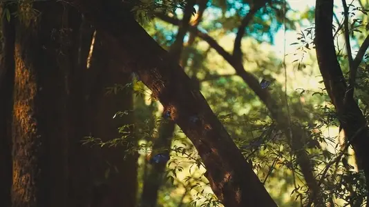 Blue Morpho Butterflies Flying in Lush Forest