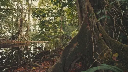 Blue Morpho Butterflies Flying in Tropical Jungle