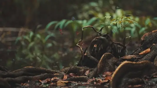 Butterflies Flying Over Pond in Tropical Rainforest
