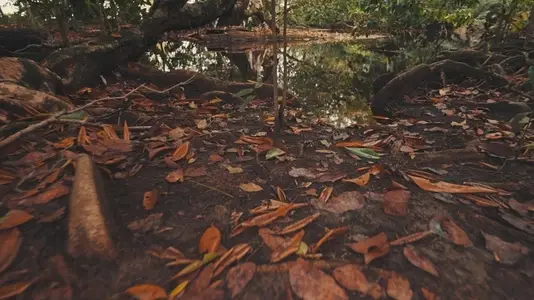 Butterflies Flying in Rainforest