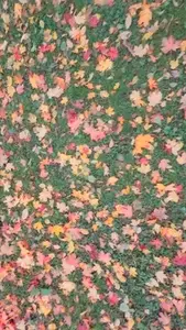 Seamless loop vibrant carpet of autumn leaves background