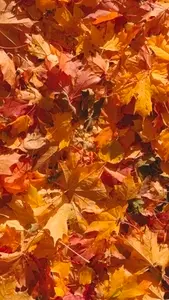 Seamless loop vibrant carpet of autumn leaves texture background